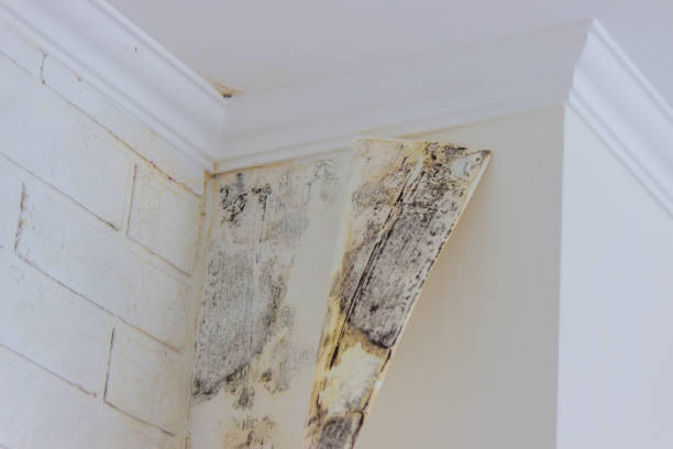 Why You Should Choose Our Mold Remediation Services in Wewoka, OK